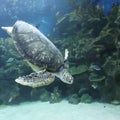 Swimming Turtle underwater Royalty Free Stock Photo