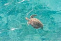 Swimming Turtle in Water. Miami Beach in Barbados