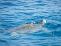 Swimming turtle in the water