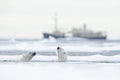 Swimming two polar bears. Fight of polar bears in water between drift ice with snow. Blurred cruise chip in background, Svalbard, Royalty Free Stock Photo