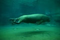 Swimming walrus (back)