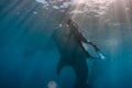 Swimming with whaleshark Royalty Free Stock Photo