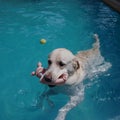 Swimming White Labrador with the piggy toy in her mounth