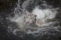 Swimming white tiger Royalty Free Stock Photo