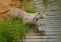 Swimming white tiger