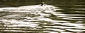 Swimming Wild Otter on The River under Sunlight