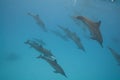 Swimming wild Spinner dolphins.