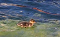 Swimming young duckling in the water