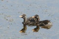 Swimming young little grebe