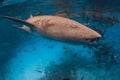 Swims with Nurse shark underwater in tropical ocean Royalty Free Stock Photo