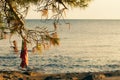 Swimsuit hanging on a pine tree at the beach in the golden hour at sunset time Royalty Free Stock Photo