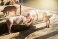 Swine at the farm. Meat industry. Pig farming to meet the growing demand for meat in thailand and international. Royalty Free Stock Photo