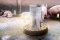 Swine at the farm. Meat industry. Pig farming to meet the growing demand for meat in thailand and international. Royalty Free Stock Photo