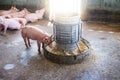 Swine at the farm. Meat industry. Pig farming to meet the growing demand for meat in thailand and international. Royalty Free Stock Photo