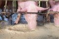 Swine at the farm. Pig industry. Pig farming to meet the growing demand for meat in thailand and international. Royalty Free Stock Photo