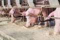 Swine at the farm. Pig industry. Pig farming to meet the growing demand for meat in thailand and international. Royalty Free Stock Photo