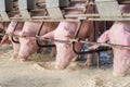 Swine at the farm. Pig industry. Pig farming to meet the growing demand for meat in thailand and international. Royalty Free Stock Photo