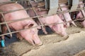 Swine at the farm. Pig industry. Pig farming to meet the growing demand for meat in thailand and international. Royalty Free Stock Photo