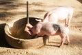 Swine at the farm. Pig industry. Pig farming to meet the growing demand for meat in thailand and international. Royalty Free Stock Photo