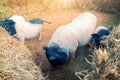 Swine fever concept: Pigs on the farm Royalty Free Stock Photo