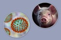 Swine flu, conceptual composite 3D illustration. Influenza virus H3N2 and portrait of a pig