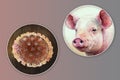 Swine flu, conceptual composite 3D illustration. Influenza virus H3N2 and portrait of a pig