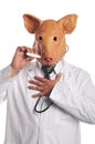 Swine Flu metaphor Royalty Free Stock Photo