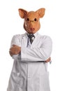 Swine Flu metaphore Royalty Free Stock Photo