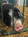 Swine Pig sitting in a cage at a fair waiting to be judged