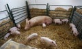Swine with piglets in pigpen