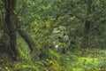 Swineholes Wood. Vibrant green moody, ethereal UK forest woodland trees, and foliage