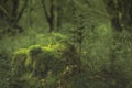 Swineholes Wood. Vibrant green moody, ethereal UK forest woodland trees, and foliage