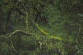 Swineholes Wood. Vibrant green moody, ethereal UK forest woodland trees, and foliage