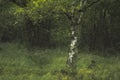 Swineholes Wood. Vibrant green moody, ethereal UK forest woodland trees, and foliage