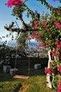 A swing attached to a branch of a tree covered with bright pink flowers