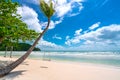 Swing attached to a palm tree in the idyllic Sao beach in Phu Quoc island