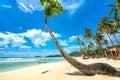 Swing attached to a palm tree in the idyllic Sao beach in Phu Quoc island