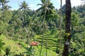 swing at the beautiful rice field Tegallalang, Bali, Indonesia