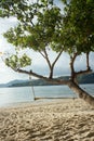 Swing hang from a tree over beach, Phuket - Thailand