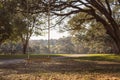 Swing hanging from tree branch