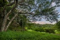 Swing Hangs from a Tree at Sunrise Royalty Free Stock Photo