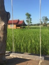 Swing in the rice fields with beautiful views. Royalty Free Stock Photo