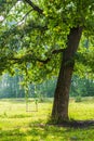 Swing on a tree Royalty Free Stock Photo