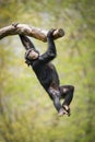 Swinging Chimp II Royalty Free Stock Photo