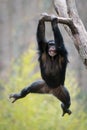 Swinging Chimp II Royalty Free Stock Photo