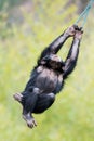 Swinging Chimp III Royalty Free Stock Photo