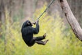 Swinging Chimp V Royalty Free Stock Photo