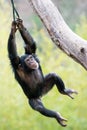 Swinging Chimp VI Royalty Free Stock Photo