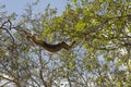 Swinging Howler monkey in pantanal, Brazil Royalty Free Stock Photo