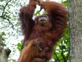 Swinging orangutan with baby Royalty Free Stock Photo